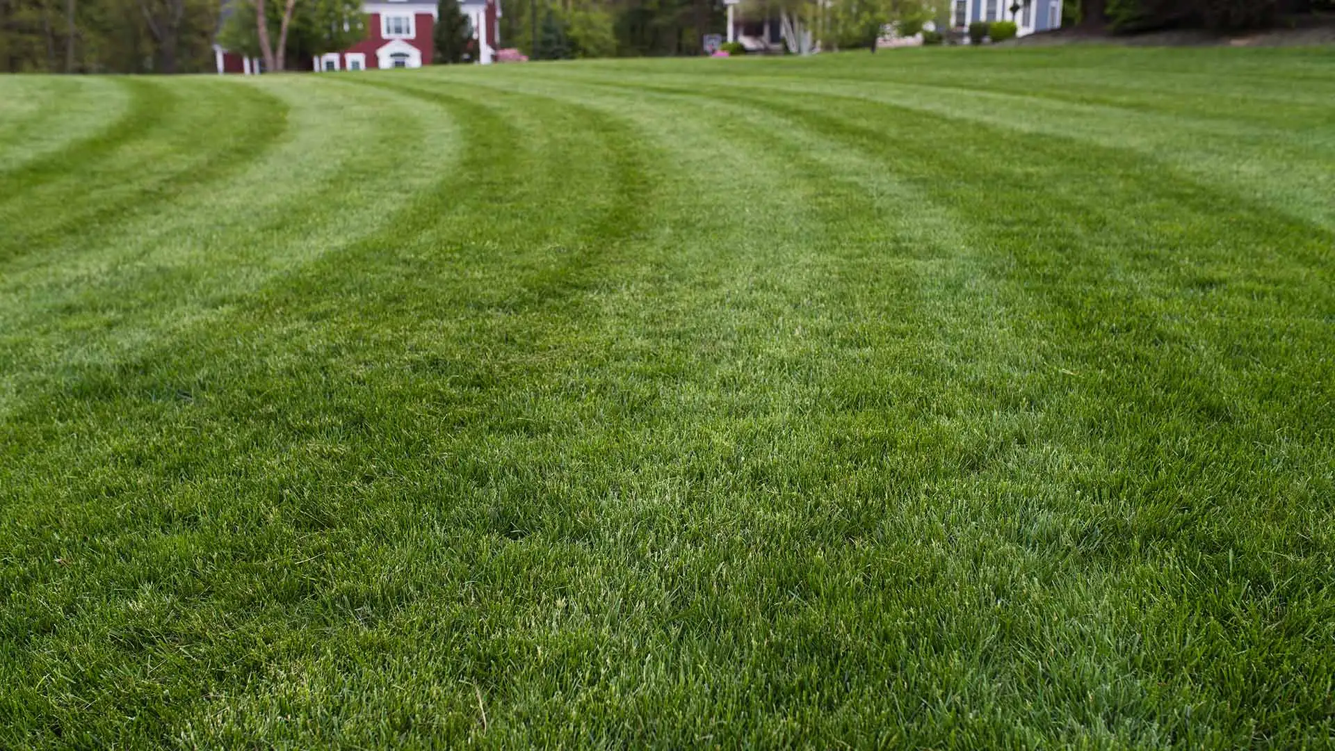 Lawn mowed for a client in Ankeny, IA.